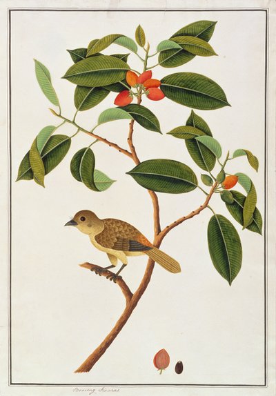 Brown Barbet, from Drawings of Birds from Malacca, c.1805-18 by Chinese School
